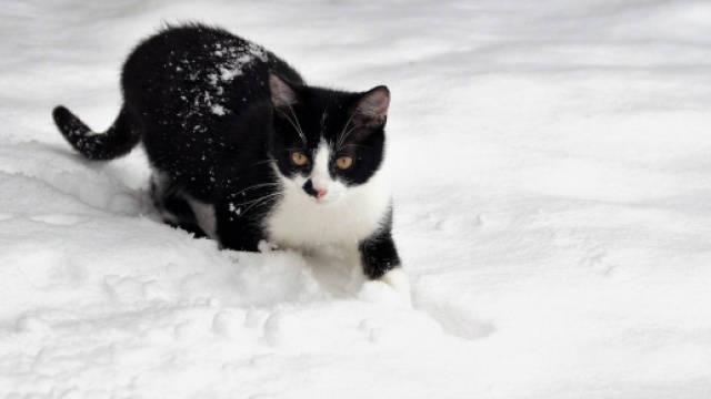 Gattino curioso gioca nella neve - &copy; Foto Bing IA