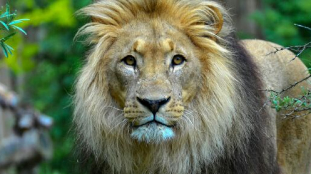 Un leone nella savana &copy; Pexels.com