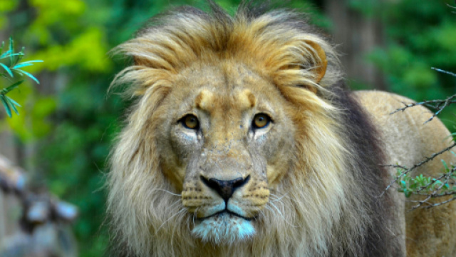 Un leone nella savana &copy; Pexels.com