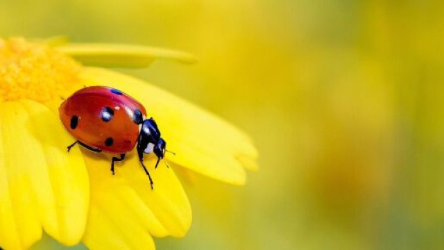 Una coccinella su un fiore (&copy;pixabay.com)
