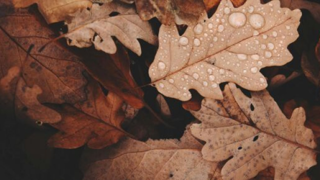 Foglie con rugiada @ Pexels.com