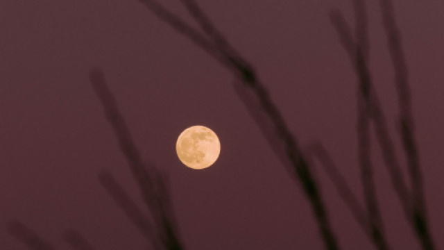 Luna piena con rami nel cielo- &copy; Pexels
