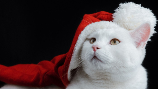 Gatto bianco con cappellino da Babbo Natale - &copy; Pixabay