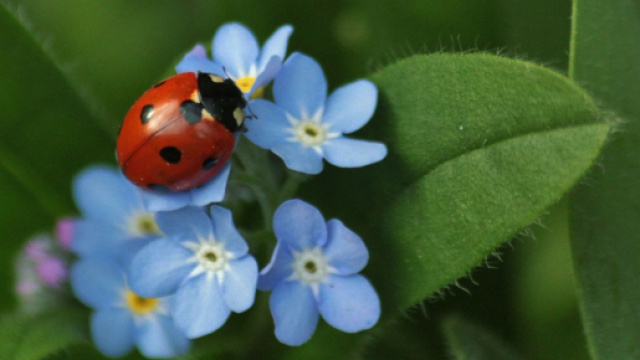Coccinella su fiorellini celesti - &copy; Pixabay.