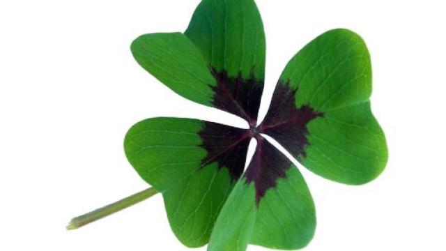 Quadrifoglio portafortuna - &copy; Pixabay.