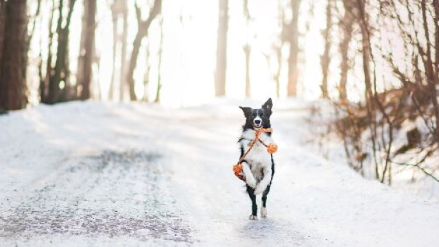 Cane che corre sul sentiero innevato &copy; Pixabay