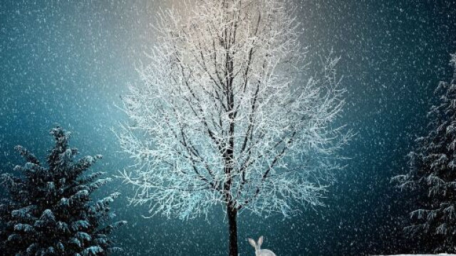 Un albero innevato - &copy; Pixabay.