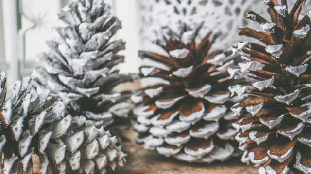 Pigne con la neve in inverno- &copy; Pexels