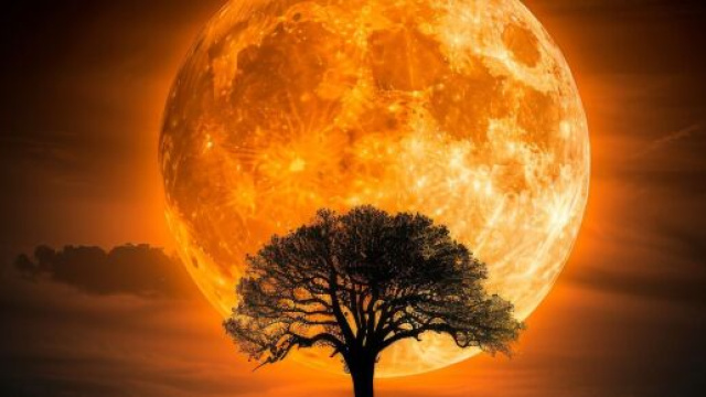 Luna piena di dicembre con albero in primo piano - &copy; Pixabay