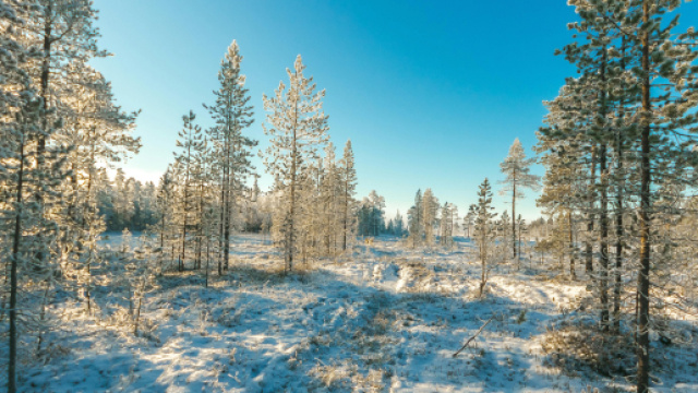 Paesaggio innevato con alberi &copy; Pexels
