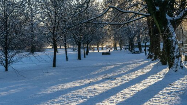 Paesaggio innevato e alberi &copy; Pexels