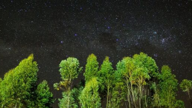 Alberi frondosi verdi e cielo notturno &copy; Pexels.