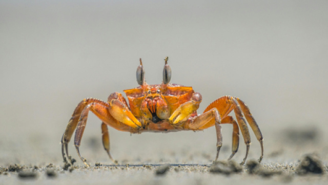 Granchio sulla sabbia &copy; pexels