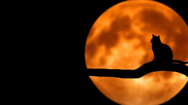 Sagoma di gatto su tronco con luna rossa - &copy; Pixabay.