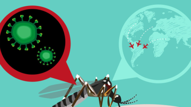La zanzara &egrave; il mezzo di trasmissione della febbre Dengue, proveniente in particolare dal Brasile.