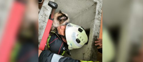 Haru es un gato de raza siamesa (X, @bombeiroscoruna)