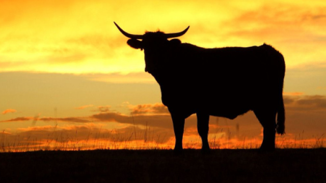 L'oroscopo settimanale dal 4 al 10 marzo e le pagelle zodiacali: Toro voto 9.