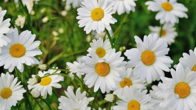 Il Leone &egrave; al primo posto in classifica - immagine &copy; Pixabay.