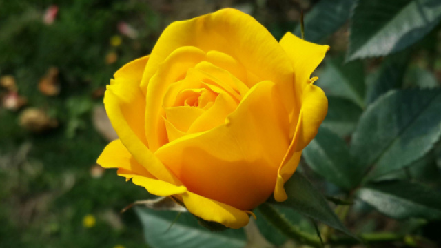 In foto una rosa gialla &copy; google image