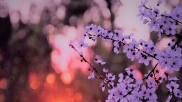 Fiori al tramonto - &copy; Unsplash.