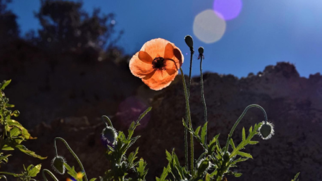 Un papavero - credit immagine &copy; Pixabay.