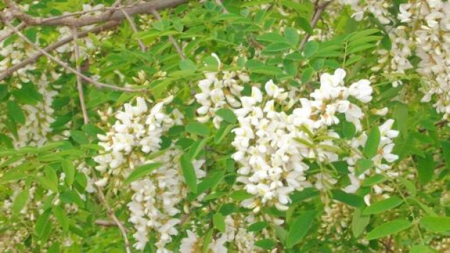 Fiori bianchi in primavera - &copy; Katia Di Luna