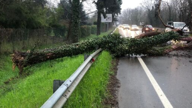 Albero caduto ad Ancarano di Rivergaro (PC) a cause delle eccessive piogge.