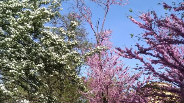 Alberi in fiore - &copy; Katia Di Luna.