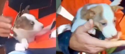 El perro cay&oacute; por un agujero en la azotea del edificio (X, @cpbmalaga)