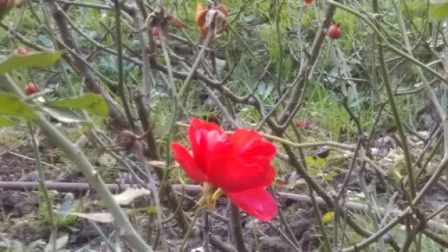 Fiore rosso in primavera - @ Katia Di Luna