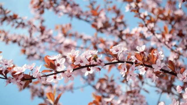 Immagine di un albero in fiore &copy; pexels.com.