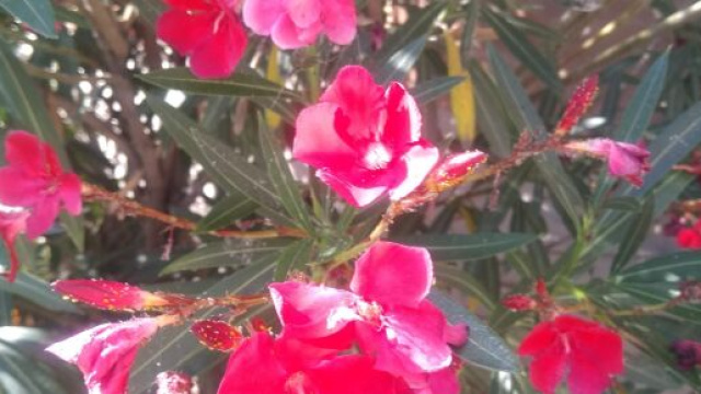 Fiori color magenta - @ Katia Di Luna.