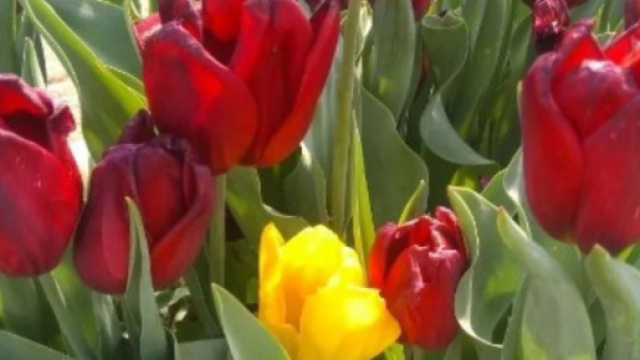 Tulipani colorati- &copy; Katia Di Luna