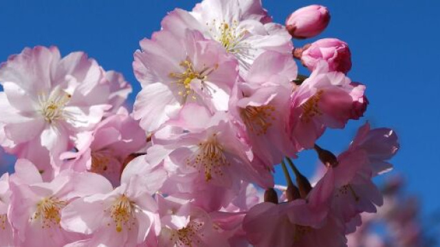 Ciliegio in fiore (Immagine &copy; pixabay).