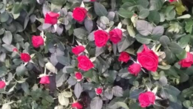 Piccole rose rosse - &copy; Katia Di Luna