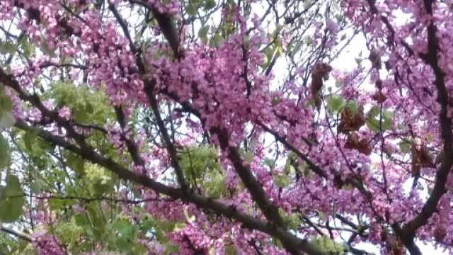 Albero di guida fiorito - &copy; Katia Di Luna