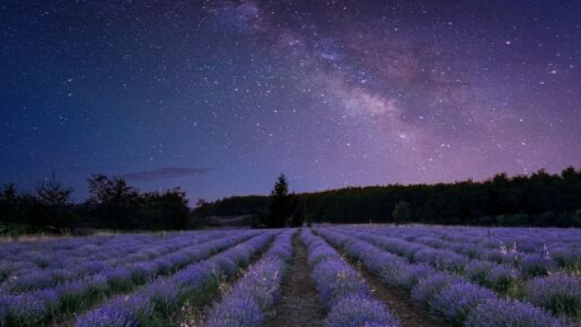 Piante sotto il cielo stellato - &copy; pixabay.