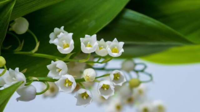 Fiori di maggio. &copy;Immagine di Pixabay