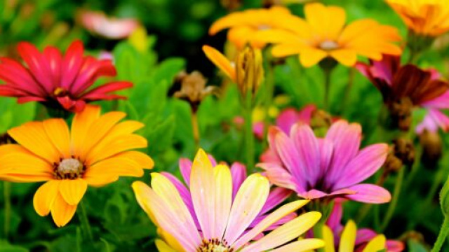 Fiori colorati di primavera-&copy; pexels