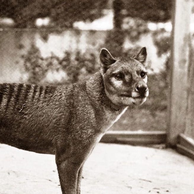 Benjamin, l'ultimo esemplare di tigre della Tasmania, morto in cattivit&agrave; nel 1936 &copy;Thylacine Integrated Genomic Restoration Research Lab