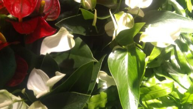 Bouchet di fiori rossi e bianchi -&copy; Katia Di Luna