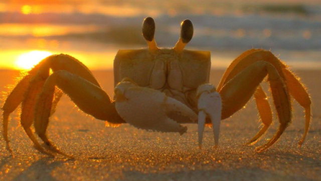 Granchio sulla spiaggia &copy; Pixabay