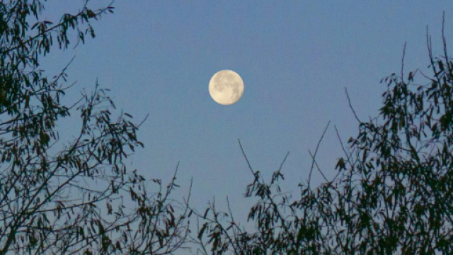 Luna con alberi e cielo - &copy; Pexels.