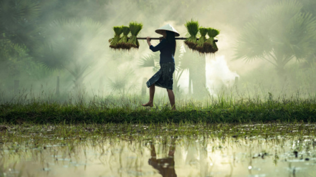 Un lavoratore nei campi (&copy; Pexels).