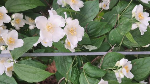 Cespuglo di fiori bianchi - &copy; Katia Di Luna