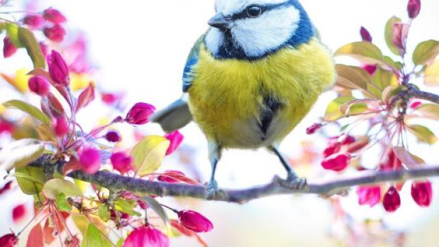 Fiori e uccellino - Immagine di &copy; Pixabay.