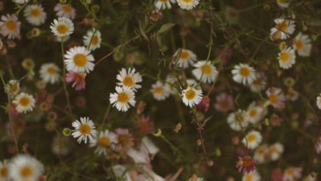 Prato primaverile di margherite- &copy; Pexels