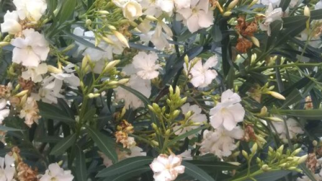 Oleandri bianchi - &copy; Katia Di Luna