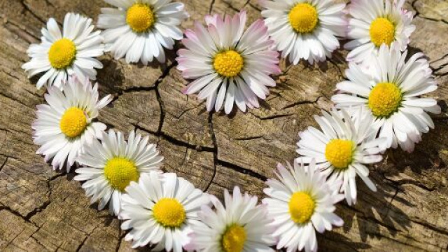 Un cuore di margherite &copy; Pixabay.