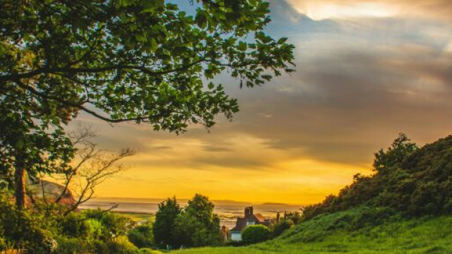 Paesaggio con alberi e prato verde - &copy; Pexels
